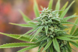 marijuana plant flowering
